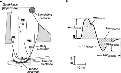 Sarcolemmal Excitability, M-Wave Changes, and Conduction Velocity During a Sustained Low-Force Contraction